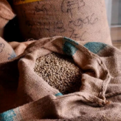 非洲咖啡中国行|咖啡的未来藏在这些供应链里！