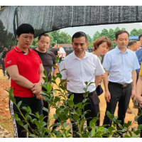 长沙探索全国首个省会城市“国土绿化试点”