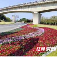 900万盆鲜花陪你过节！这个秋天，长沙太美啦！