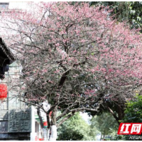 我和春天有个约会｜繁华都市的“桃花源”，春日“上新”了！