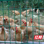 发展庭院“小经济”  撬动乡村“大振兴”