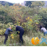 恒华社区:清除“生态杀手”,护卫美丽家园