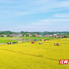 从“巴掌田”到“丰产方”：宁乡“农田三变”重塑粮食生产新格局