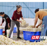 党建红引领产业兴 栀子香飘振兴路