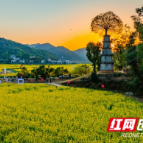 从美丽风景到温情风景 茶亭油菜花“开”进长沙城