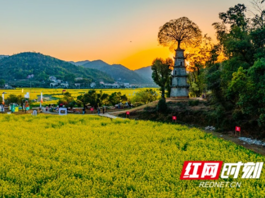 从美丽风景到温情风景 茶亭油菜花“开”进长沙城