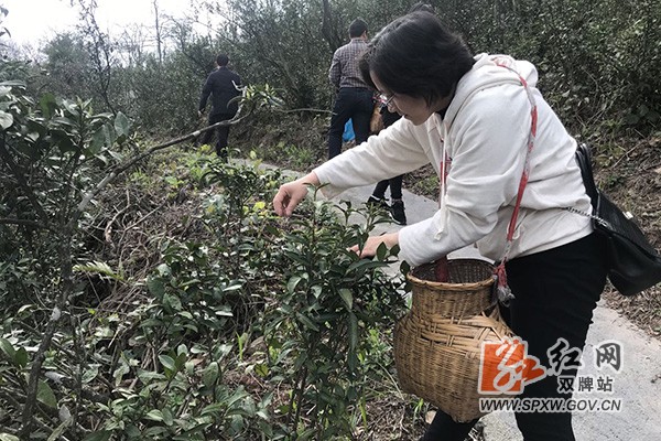 打鼓坪乡：扶贫茶园里“采茶帮帮团”2h.jpg