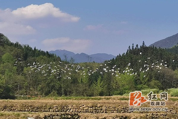 麻江白鹭H.jpg