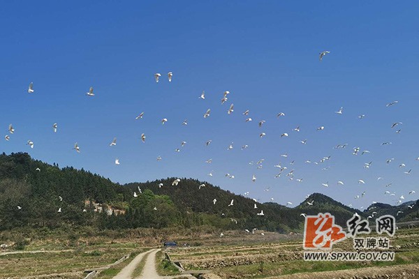 麻江白鹭1H.jpg