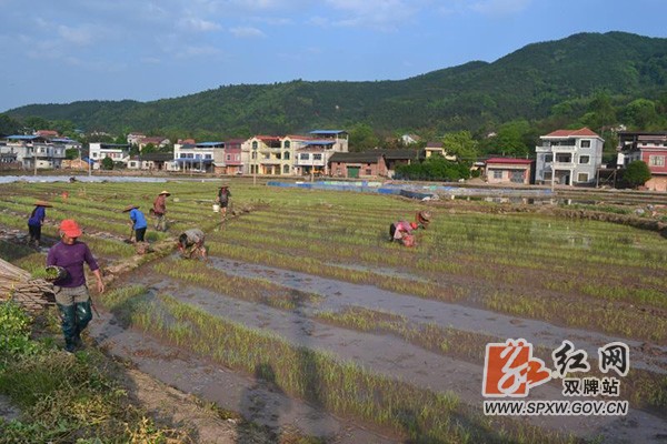 早稻开插 (2)H.jpg 早稻开插 (2)H.jpg