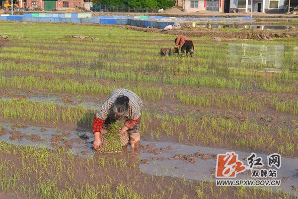 早稻开插 (3)H.jpg 早稻开插 (3)H.jpg