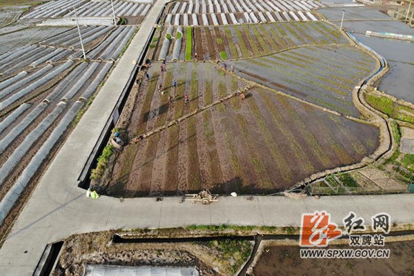 早稻开插 (1)H.jpg 早稻开插 (1)H.jpg