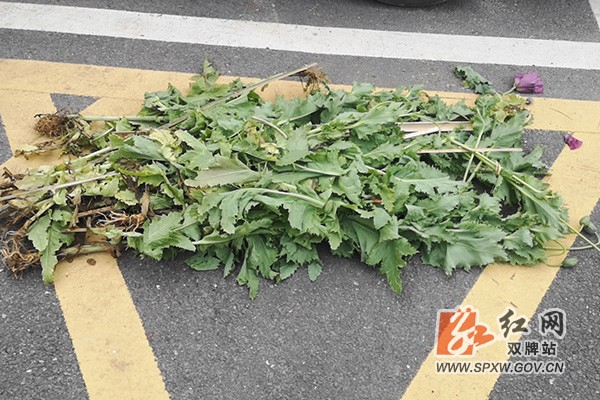 H五里牌：借案普法效果好 春光明媚禁毒忙 (2).jpg