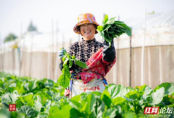 岁暖时刻丨从洞庭湖畔到全国餐桌，安乡菜薹：冬日里的绿色鲜味担当