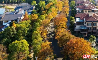 巷染鎏金：株洲栗雨湖裹着金黄，漫过街巷与湖畔