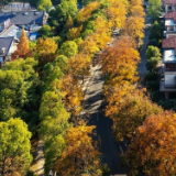 巷染鎏金:株洲栗雨湖裹着金黄,漫过街巷与湖畔