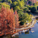 【每日一图@湖南】漫步株洲栗雨湖畔,拾取水杉与冬光合写的暖意篇章