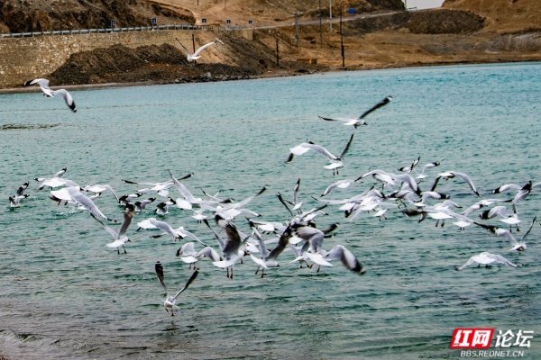 9、班公湖亲水观景台的水鸟。田文国摄.jpg