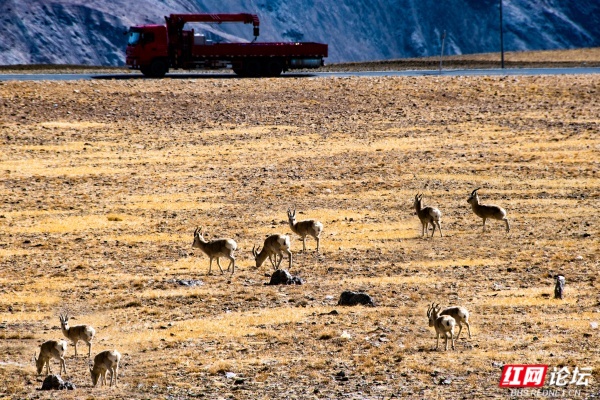3、路上野生动物成群。田文国摄.jpg 3、路上野生动物成群。田文国摄.jpg