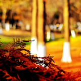 【每日一图@湖南】走！去株洲湘江边，踩踩冬天的红杉地毯