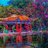 【每日一图@湖南】踏冬寻芳石峰园，“梅”不胜收好时光