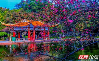 【每日一图@湖南】踏冬寻芳石峰园，“梅”不胜收好时光