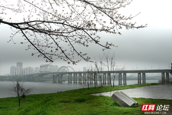 雾里樱开，株洲春江入画来
