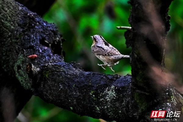 6蚁䴕.jpg 6蚁䴕.jpg