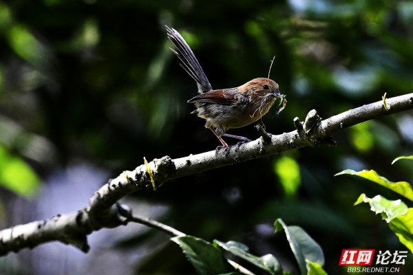 8棕头鸦雀.jpg