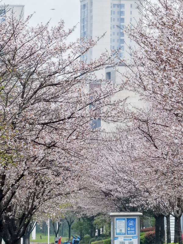 一城樱色半城春！打卡株洲万丰湖