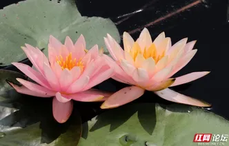 长沙梅溪湖的慢时光太舒服
