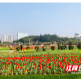清明踏青时，长沙公园哪家强？