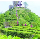 念好“产业经” 奏响“富民曲” ——广西“造血式”产业扶贫之路