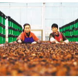 贵州印江县多措并举巩固成果：脱贫之后再攻坚