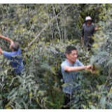 小康路上一个都不能少——环江毛南族脱贫攻坚的绿色力量