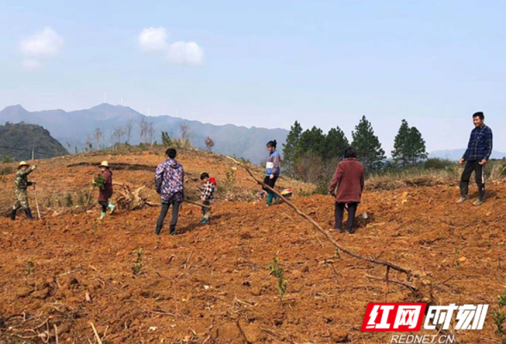 道县组织林业技术员一线指导服务春季造林