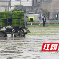 湖南农业新鲜事丨田间农机无人驾驶，农民家中手机种粮