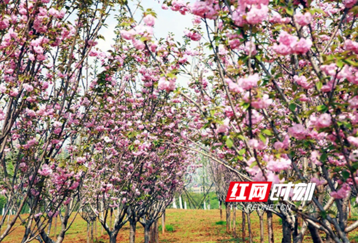 超美！快来洋湖湿地公园打卡粉色“樱花海”