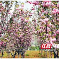 超美！快来洋湖湿地公园打卡粉色“樱花海”