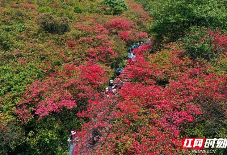 湖南：“五一”森林旅游市场人气爆棚 全省森林景区综合收入超8亿