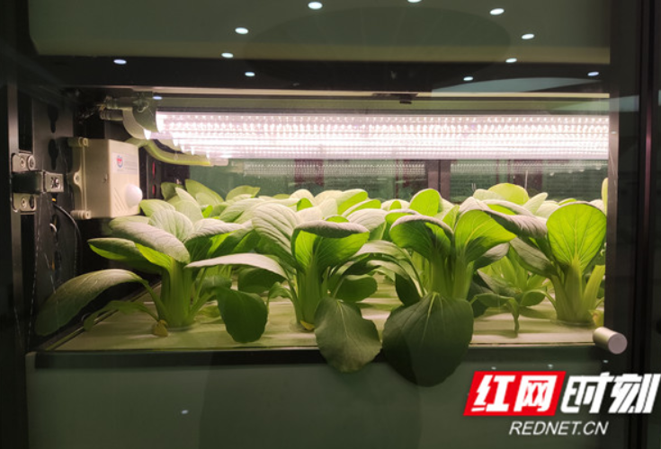 数字湖南丨小白菜长在空气中 “数字土壤”正在孕育出“未来农业”