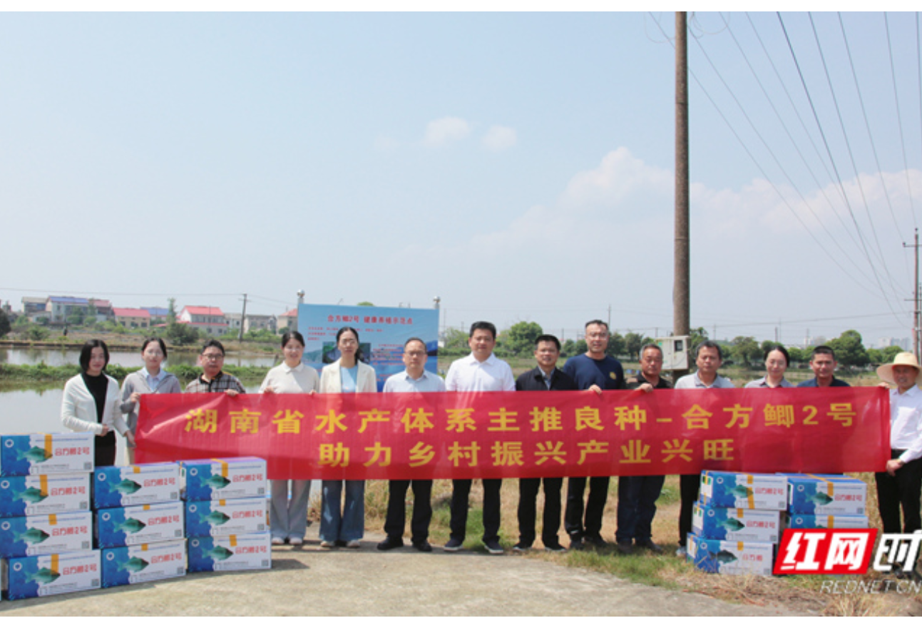 良种跃碧波 科技兴渔忙 100万尾合方鲫2号于湖南乔口投苗