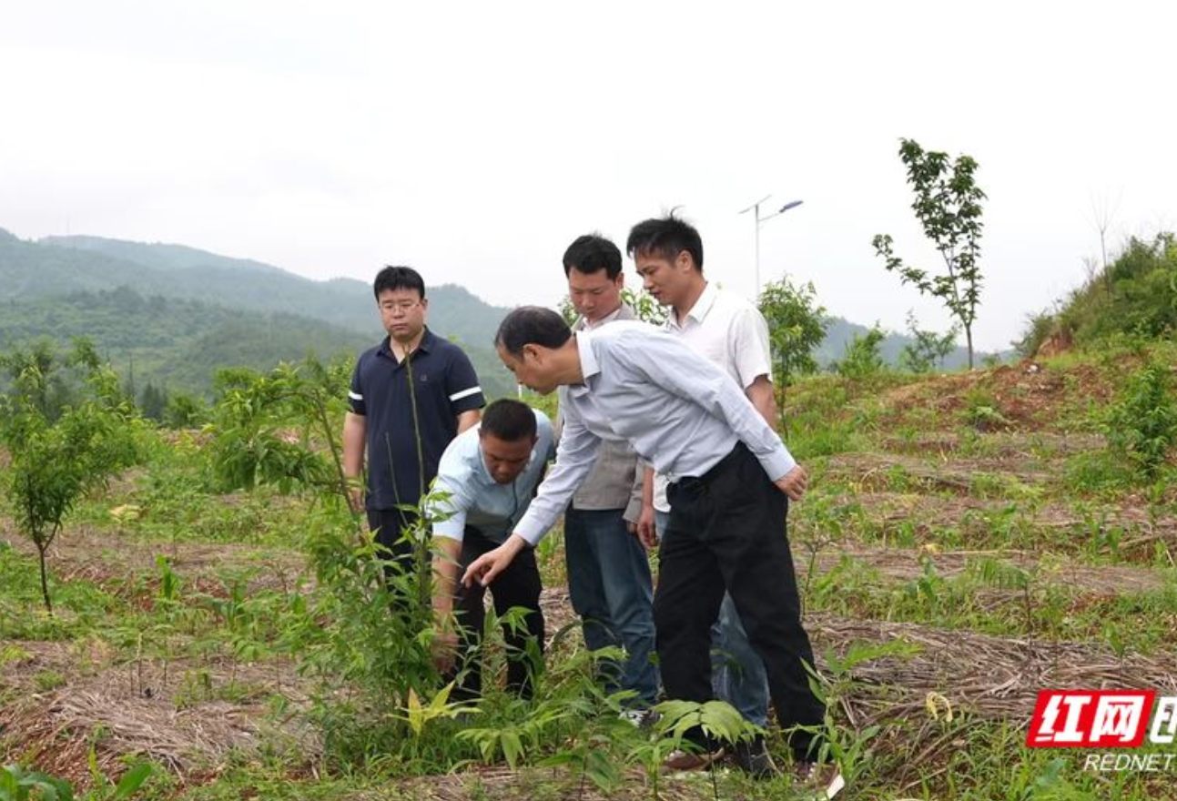 省政协乡村振兴工作队：荒山披绿 清泉润民 连片振兴绘新篇