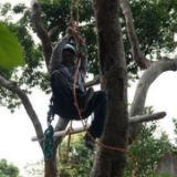 香港“树医生”李国文：治愈树，被树治愈