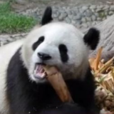 吃肉会拉肚~“外交”常青树~居不可无竹~国宝不愧是你