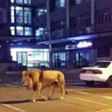 辟谣侠盟丨为让民众居家隔离,俄罗斯街道投放老虎狮子?假的