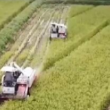 全国秋粮播种面积增势明显 丰收有基础