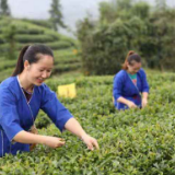 茶叶油茶,成为三江县群众脱贫致富“摇钱树”