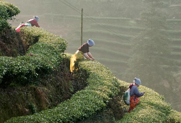 湘茶逼近千亿产业目标 全省茶园面积发展到313万亩