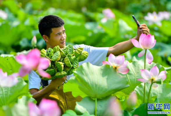 新华网丨湖南湘潭：盛夏时节采莲忙